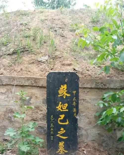 陆云姜妲己小说