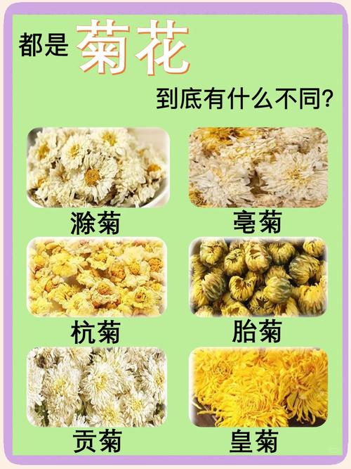 菊花的功效与作用
