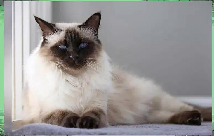 巴厘猫最贵的三个颜色