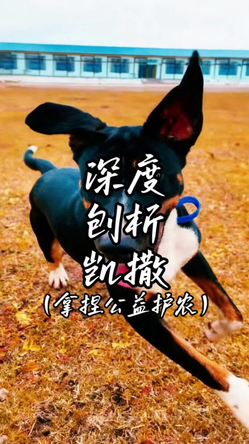 凯撒公益直装文件