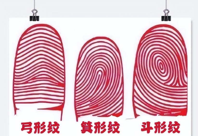 指纹形状