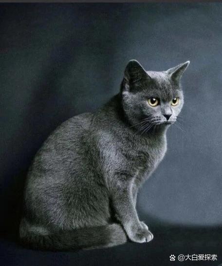 蓝猫为什么叫蓝猫图标