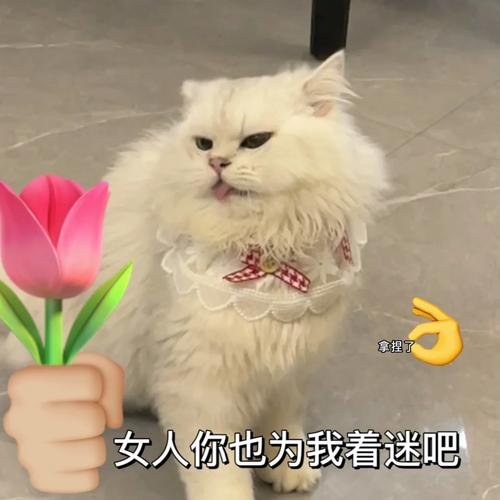 女人自称本喵