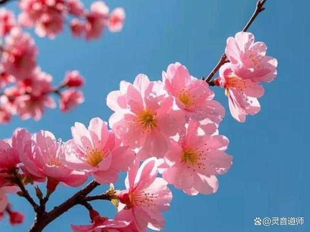桃花聊一对聊图标