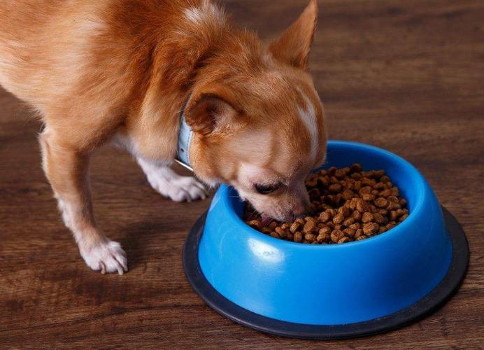 狗狗可以吃糯米粥吗图标