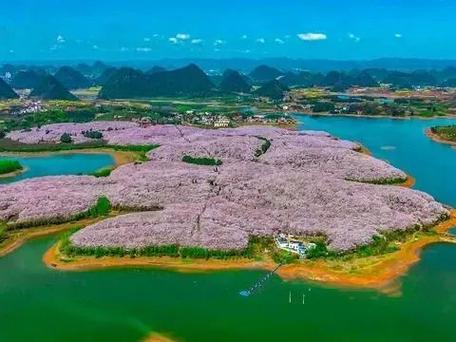 中国最大的樱花基地在哪里