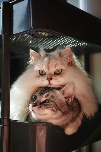 两只猫的二重奏