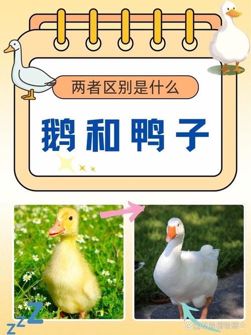 鸭跟鹅的区别