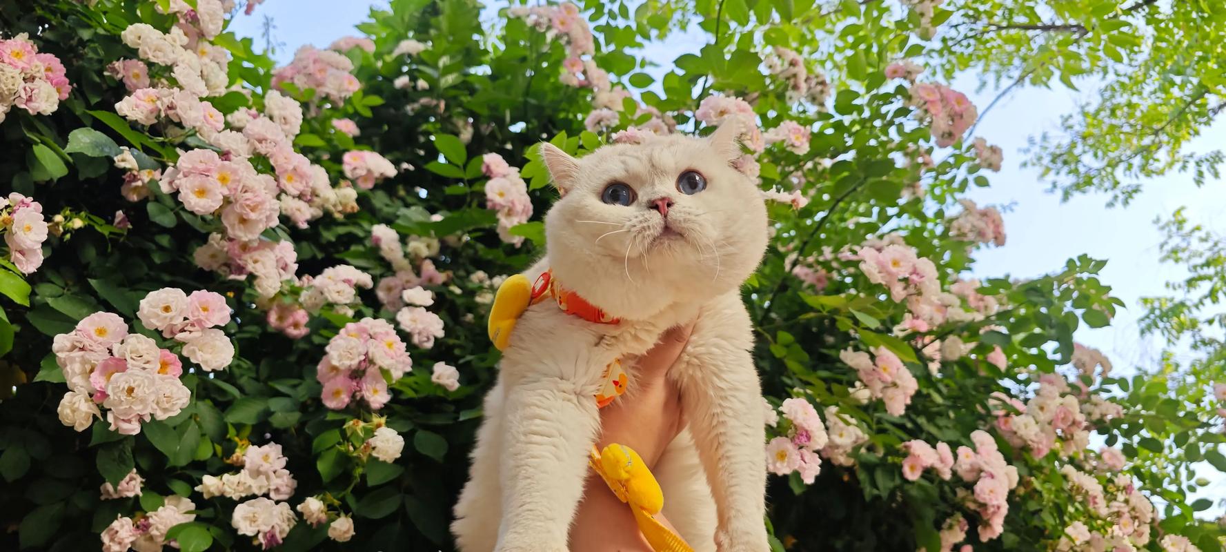 我想听大脸猫大脸猫爱吃鱼的故事破解版无限体力