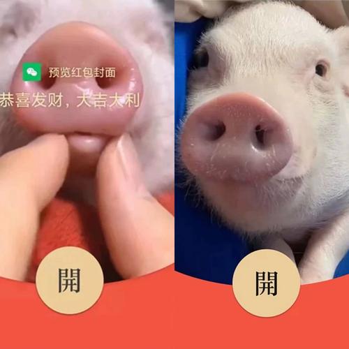恋爱猪猪领红包